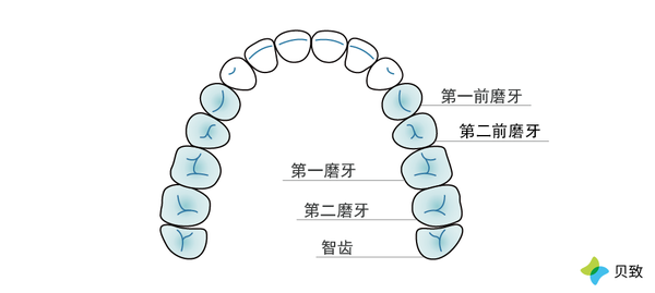 通常,医生会选择前磨牙和智齿.