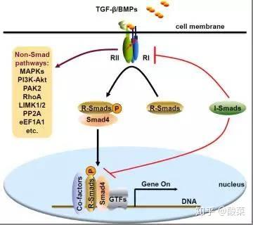 经典信号通路总结——tgf-β信号通路