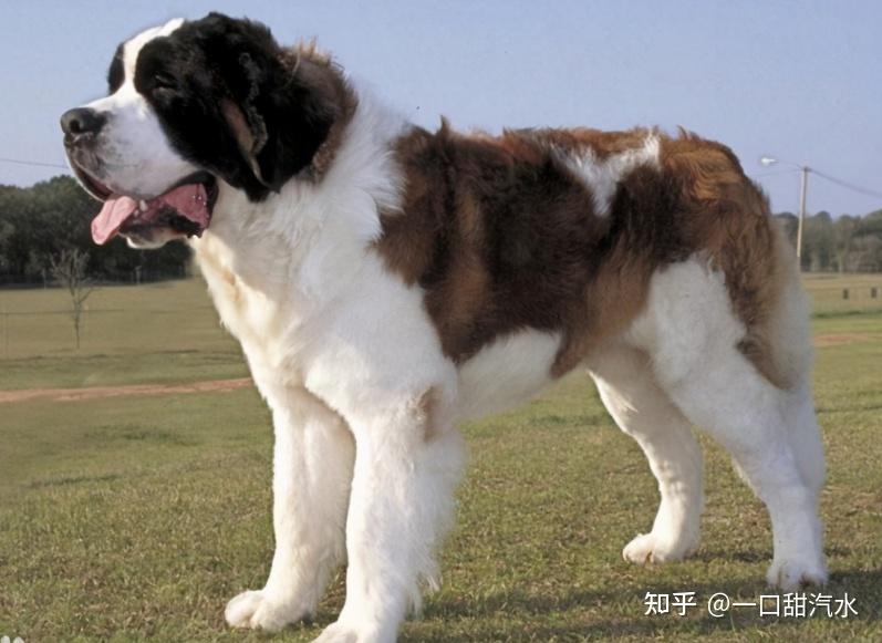 圣伯纳犬属于超大型犬,体重能达100千克,身高可达1米,是当今体型最大