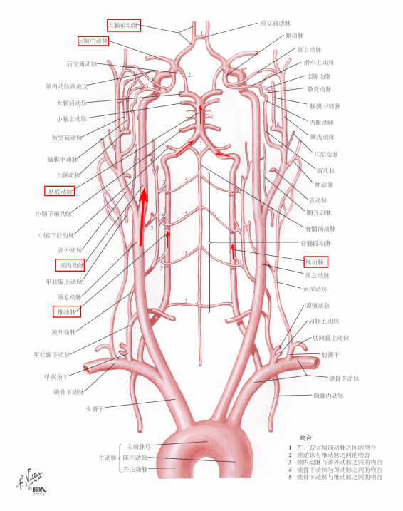 简单易掌握的tia颈内椎基底动脉解剖
