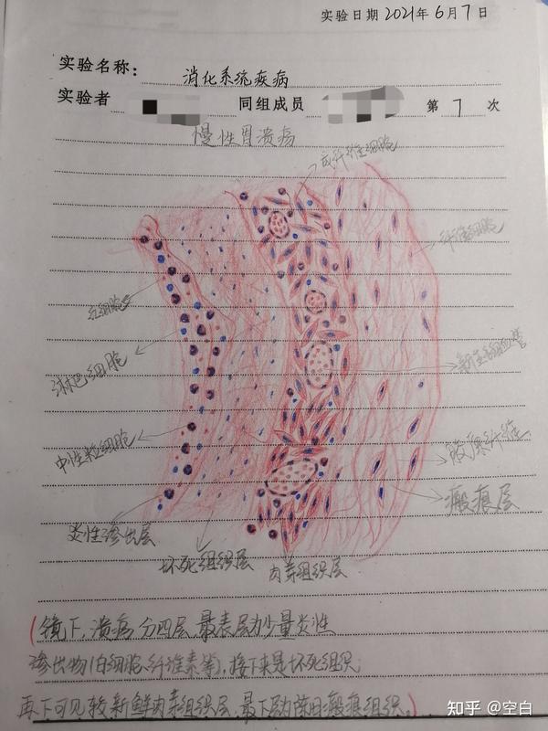 病理学实验形态学实验二红蓝铅笔手绘图