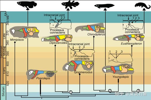 鱼的基础知识我国淡水鱼分布特征和生物学特征