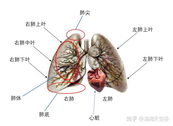 然后是每个肺有都可以分为三个部分,分别为肺尖,肺体,肺底.(嗯.