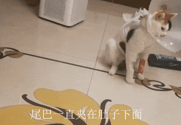 如果不是,那么喵星人很可能是生病了,需要带它去看医生. 潜台词:弱小