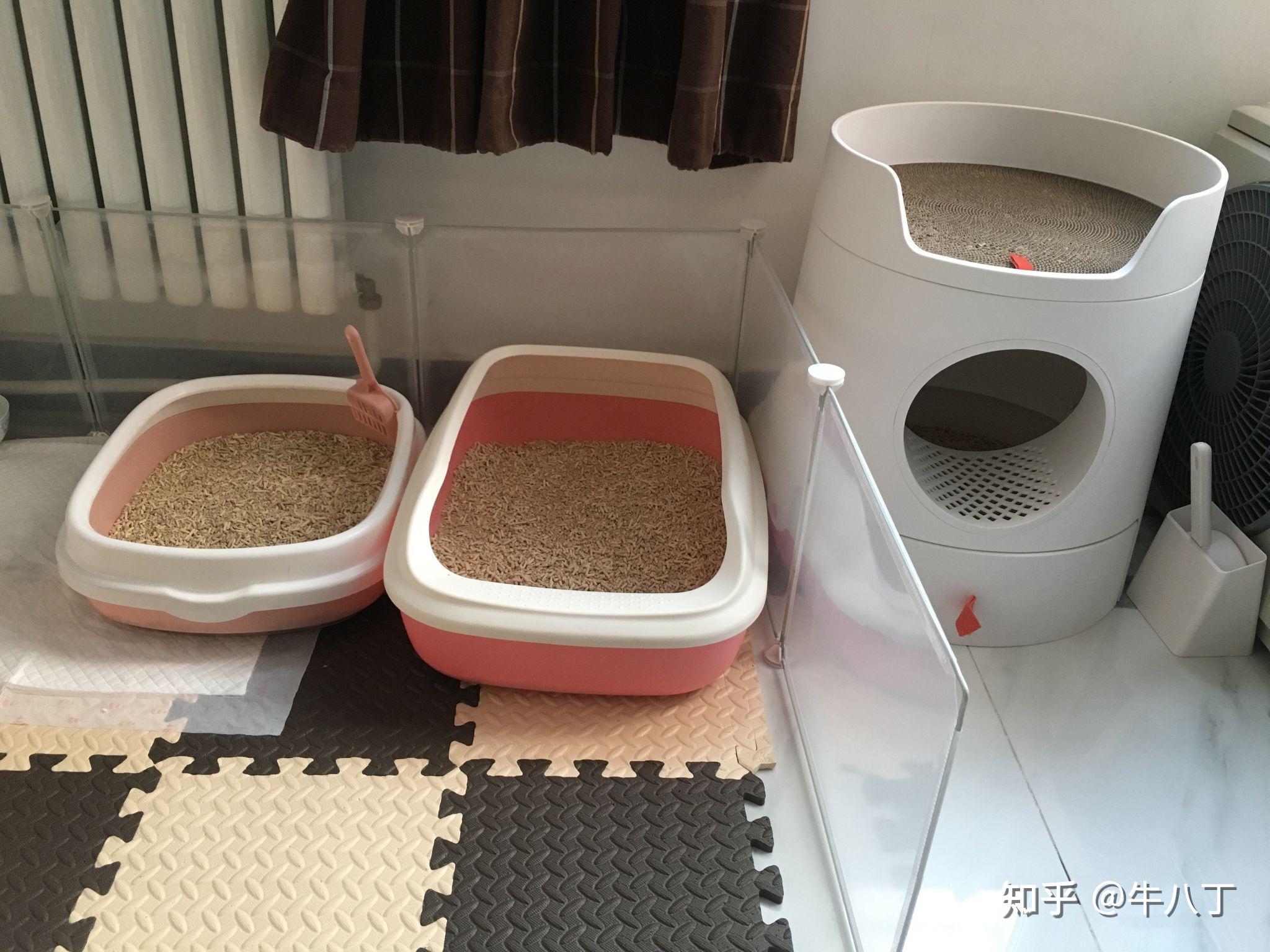 什么时候可以给小猫放一个小猫砂盆