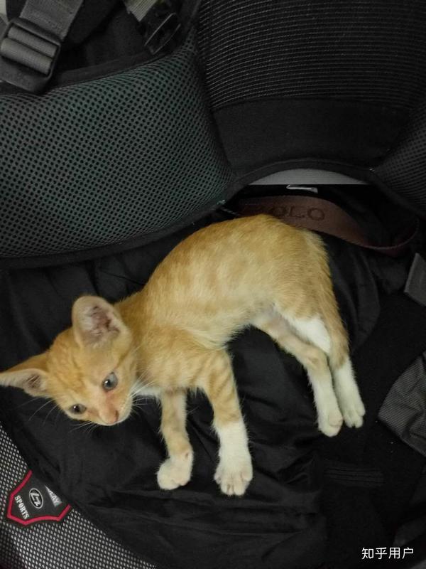 橘猫是什么?