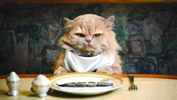优秀的猫咪需要有良好的就餐礼仪,太过护食主人应该干预纠正