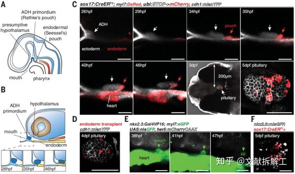【science论文拆解】谱系分析揭示了内胚层在脊椎动物垂体发育过程中
