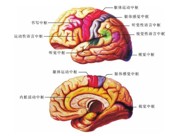 19世纪60年代,发现了布罗卡氏区的颅相学家皮埃尔·保尔·布罗卡