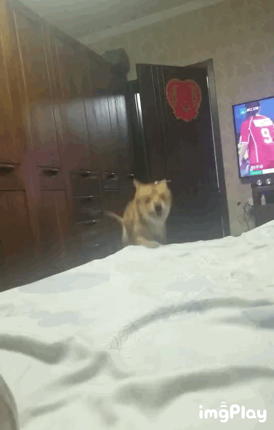 能把你手机里的柴柴表情包都交出来吗?