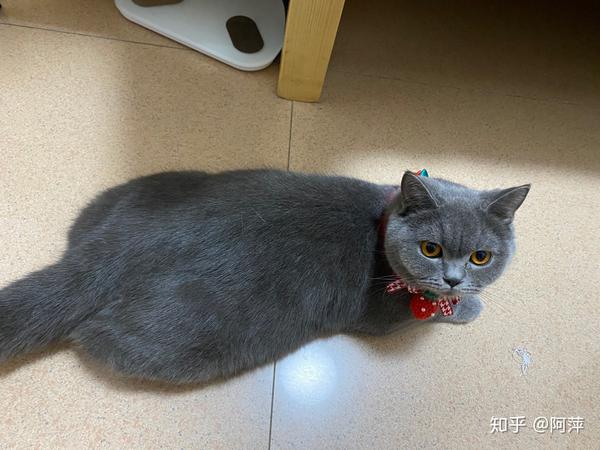 我家蓝猫母跟田园猫会生出什么猫咪