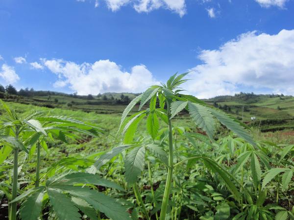 麻王集团 工业大麻种植,你想知道的都在这里.