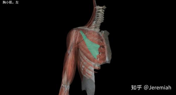 主要功能:拉肩胛骨向前下方 胸小肌是一块需要拉伸松解,不需要训练的