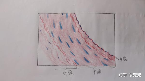 医学生一枚,分享一下自己的组胚画图,希望和各位同学一起进步,如有