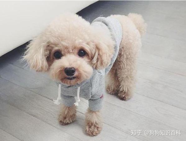 比熊和泰迪长得一样可爱,为什么泰迪会更受欢迎呢?有6