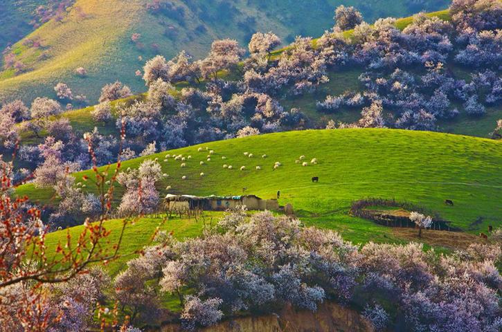 2019清明节去哪里旅游比较好——吐尔根杏花沟,大西沟