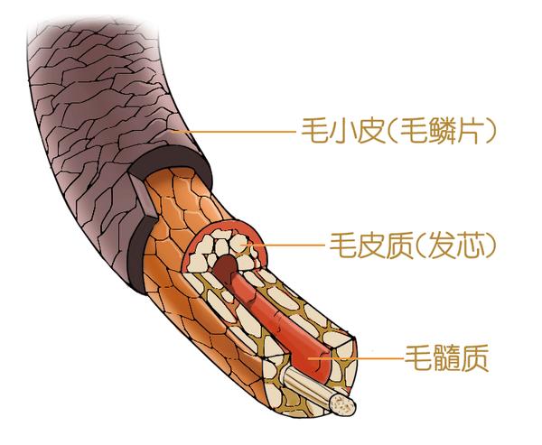 头发严重受损,如何恢复补救?