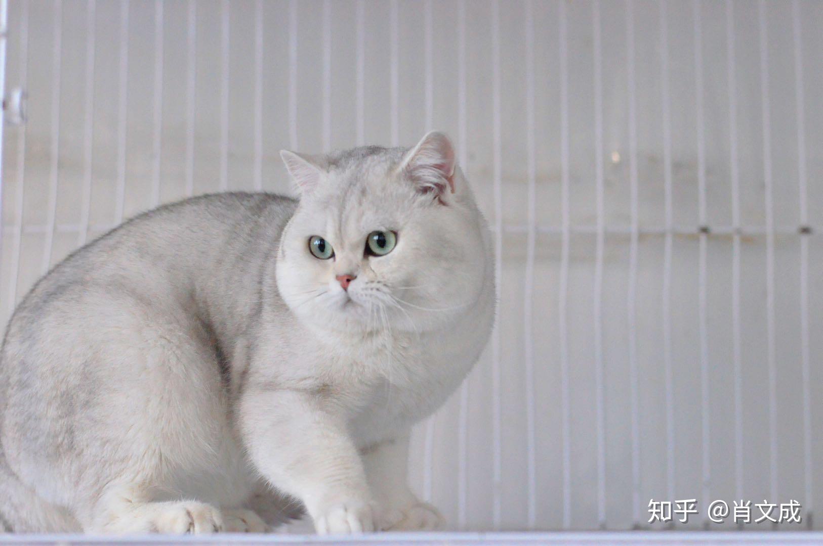 银渐层猫 知乎