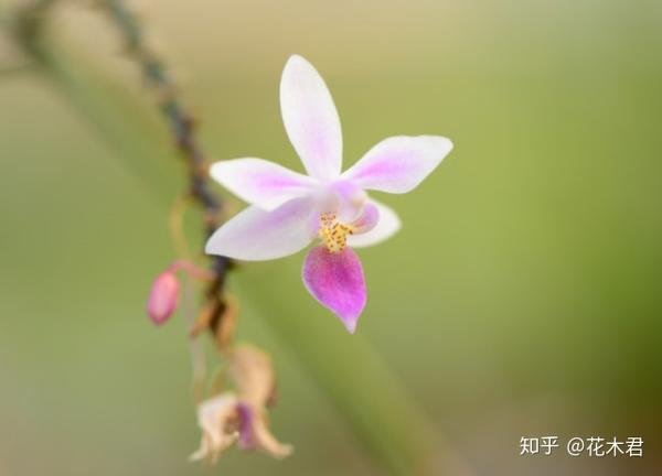 国家Ⅰ级濒危物种倩如小家碧玉俏似红粉佳人的小兰屿蝴蝶兰