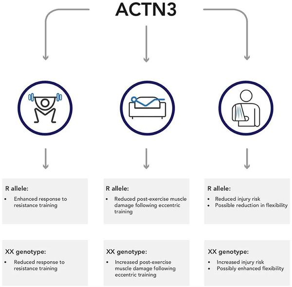 actn3基因型对运动结局的潜在广泛影响的总结 图片来源:https://doi.