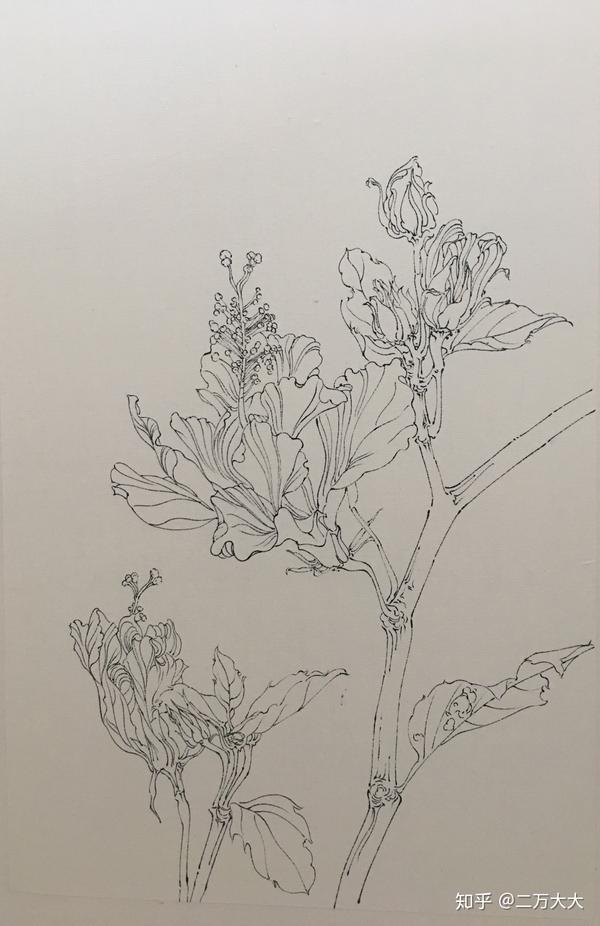 代画中国花鸟画白描,线描,工笔画,写意画.人物白描人物工笔临摹作品.