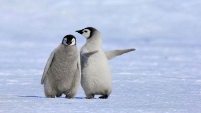 一只王企鹅宝宝在冰面上肆意而潇洒地走着,俨然就是这