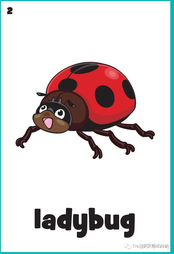 今日英语启蒙 :bugs-ladybird