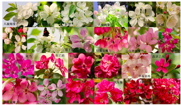 中山公园梅园 元大都遗址海棠花溪(这个景点花期超美的) 北京植物园