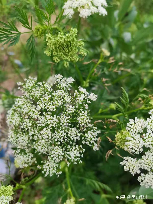 【七绝·蛇床花】(平水韵)