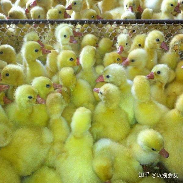 鹅苗价格鹅苗批发鹅苗报价鹅苗多少钱一只鹅苗怎么喂养鹅苗批发基地鹅