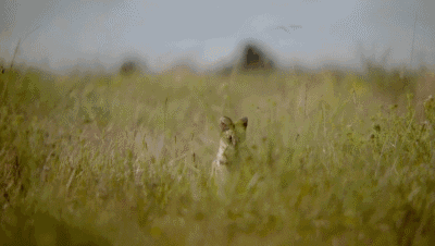 这个工业区的野草导致了鼠类的大量繁衍,它们是山猫的盘中餐.