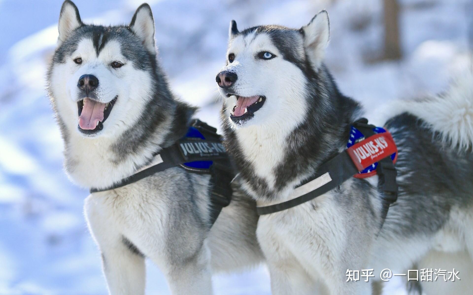 哈士奇原产自于西伯利亚,是一种雪橇犬.