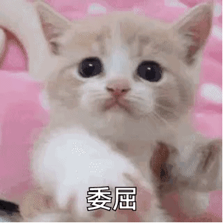 有哪些可爱的表情包?