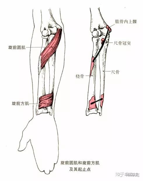 止点:第五掌骨底. 功能:近固定时,使桡腕关节伸,参与手关节内收.