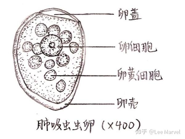 4.血吸虫虫卵