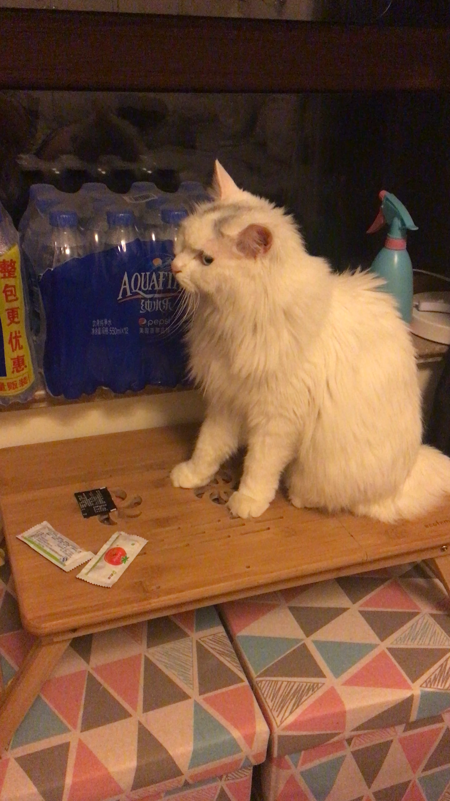 你有哪些跟自己家猫咪打架的视频值得分享?