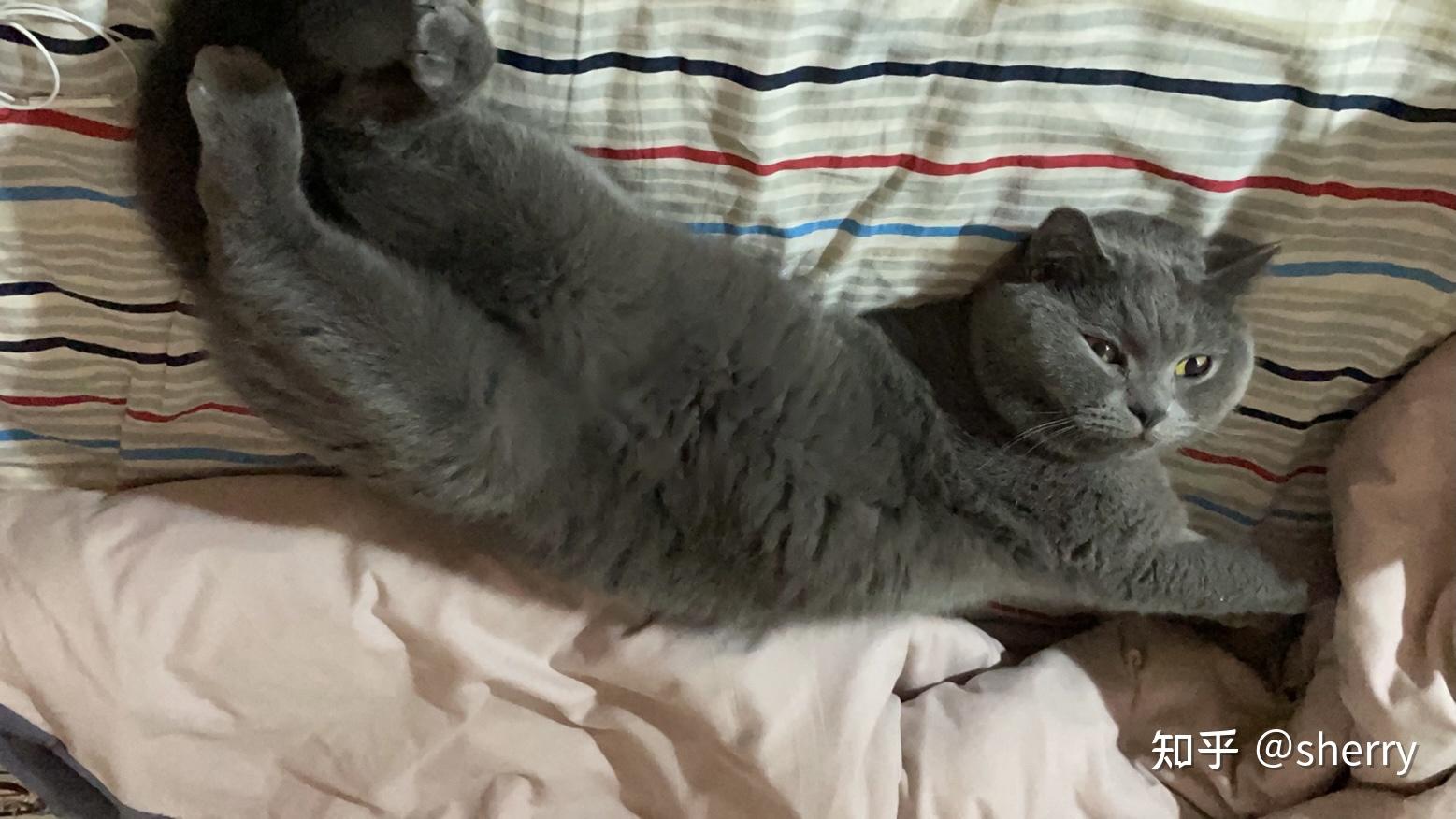 英短蓝猫到底能有多可爱