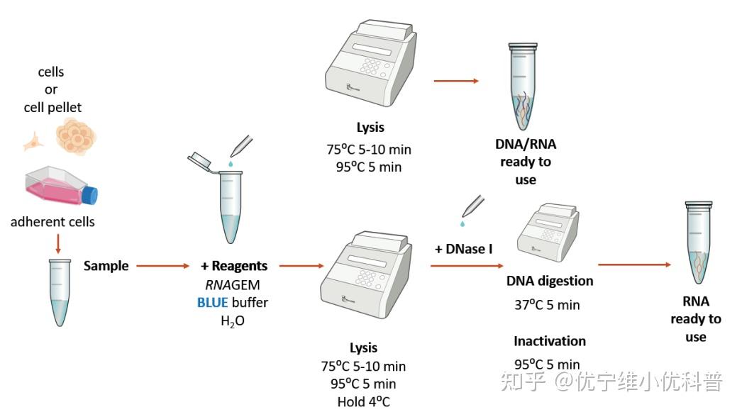 必看快速高通量RNA纯化方法 知乎