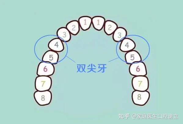 正畸拔牙常拔双尖牙,拔除后的间隙可以用于排齐原本拥挤的牙齿,或者内