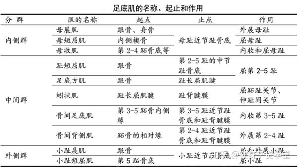 「干货」每天分享一块肌肉——足底肌群(中间群)