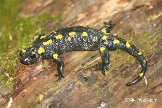 今天介绍火蜥蜴firesalamander性格特征习性特性