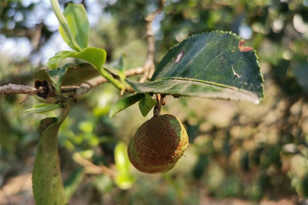 茶友们所说的栽培型野生型古茶树该如何区分