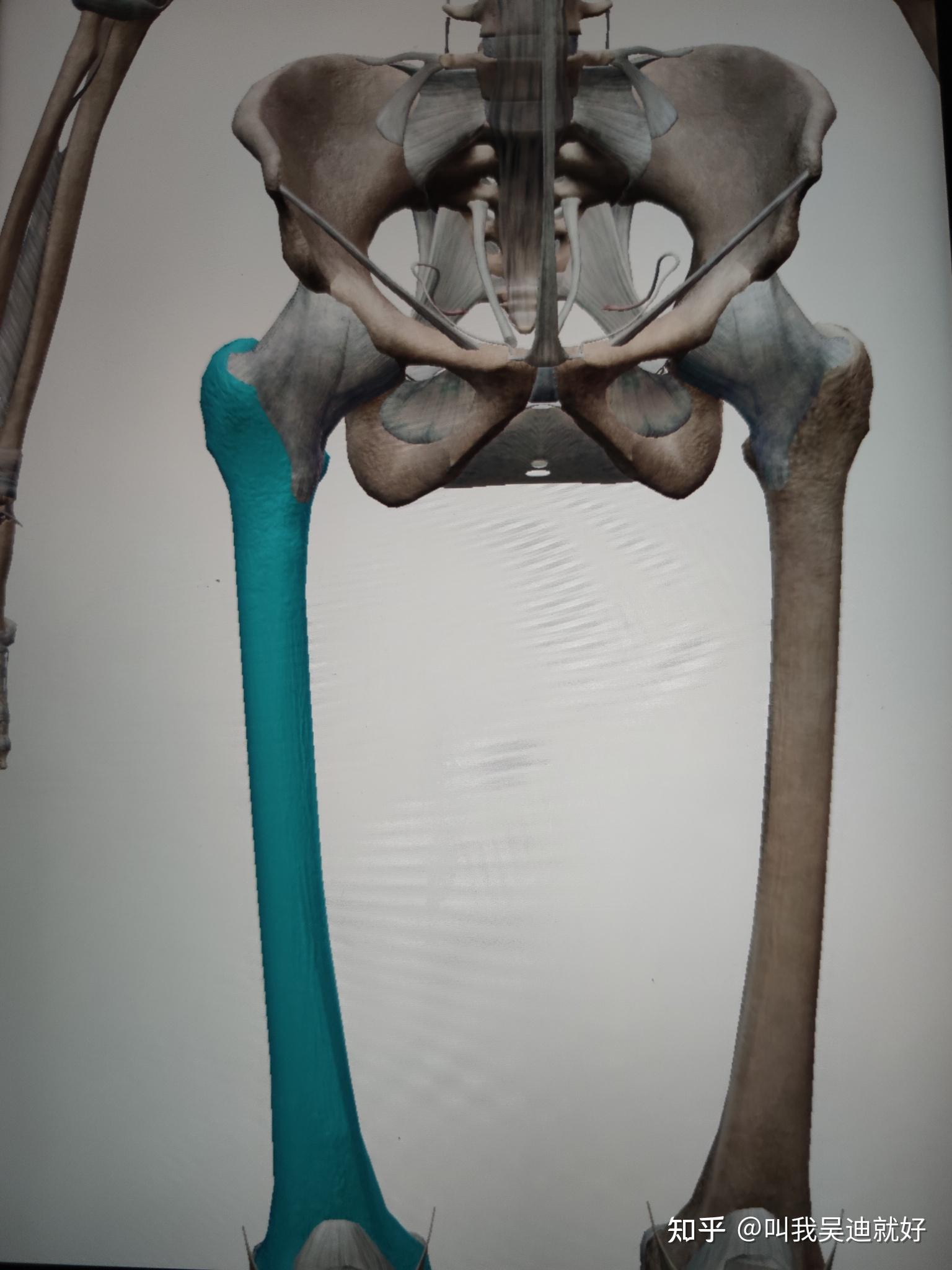 右髋骨和右股骨是一个位置吗