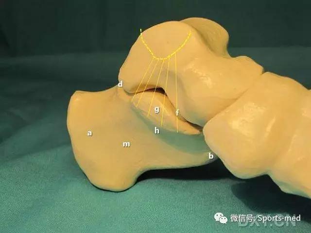 距下关节一个神秘的存在