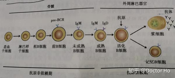 二,b细胞发育过程中的阴性选择