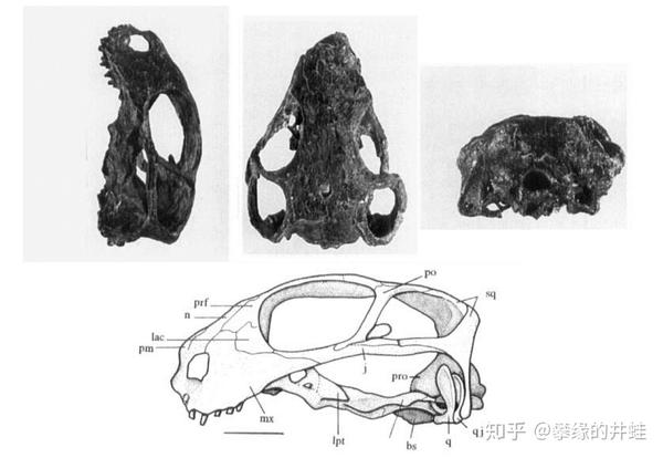 地上的是和它生活在同一地区的兽头兽 gorynychus masyutinae,后面的