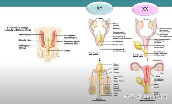 我一直觉得初中生物课讲男女生殖系统时应该讲明白这点!