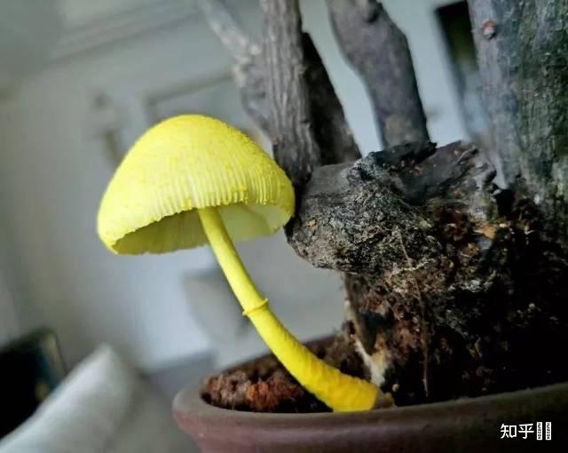 看图识别蘑菇有人知道吗