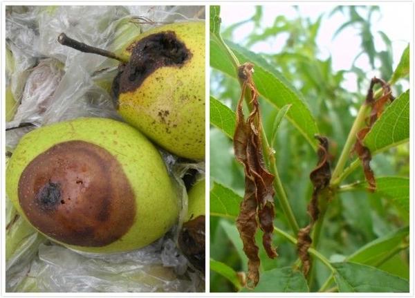 自然农法警惕梨小食心虫爆发附防控措施