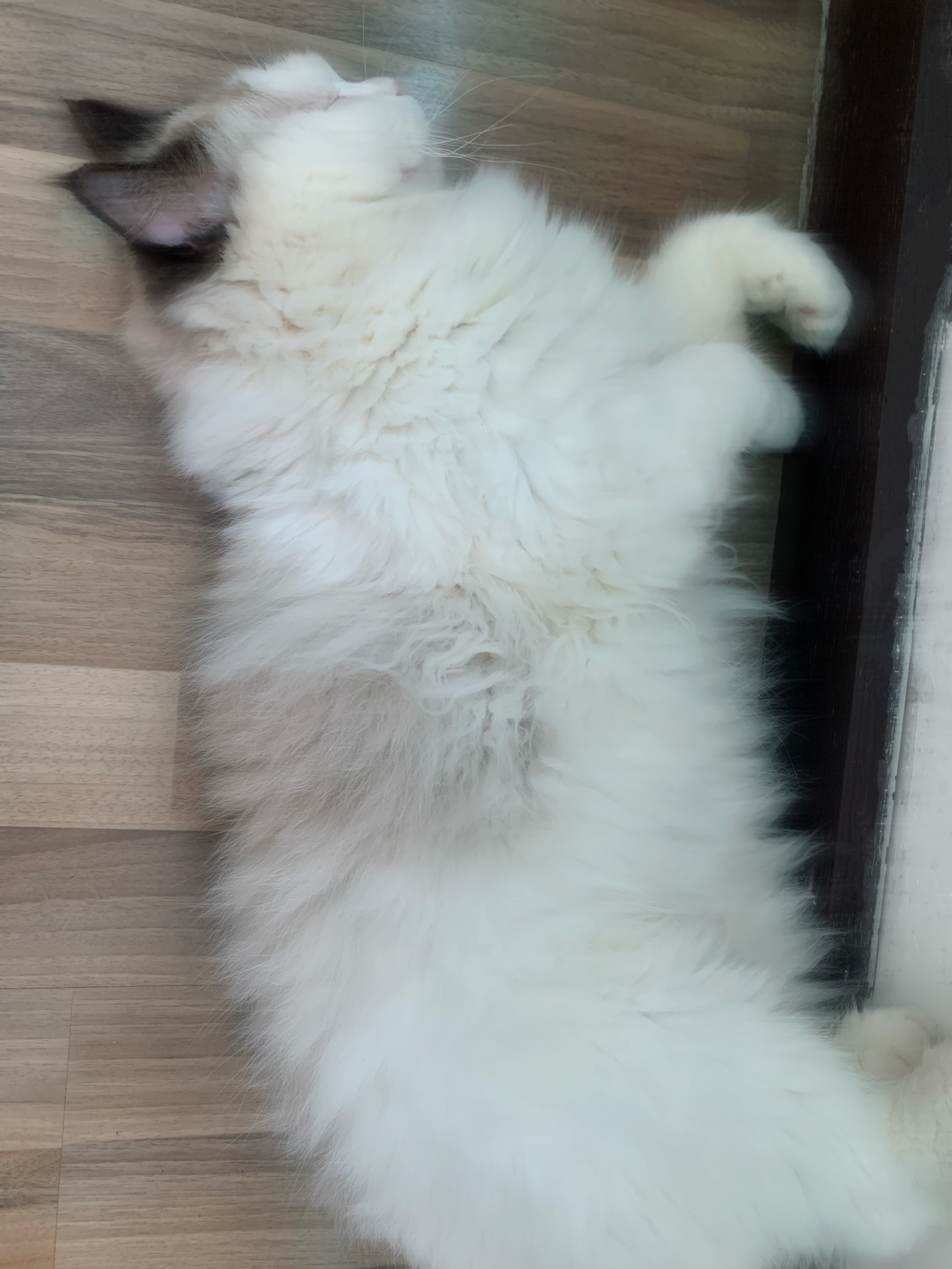 关于猫咪的文案有啥呢